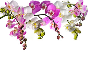 Bouquet of orchids (Phalaenopsis) in pink and white