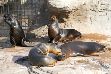 Fototapeta premium The sea lion in zoo evil roars