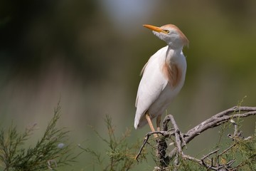 Airone guardabuoi