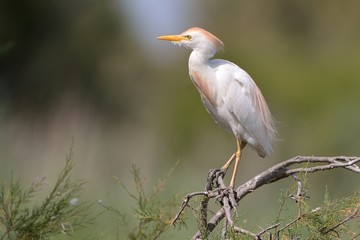 Airone guardabuoi