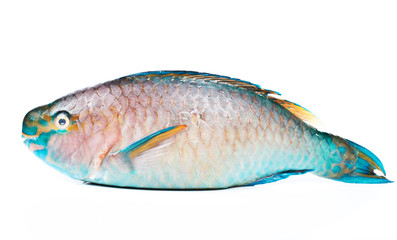 fish from the andaman sea