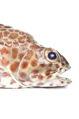 fish from the andaman sea