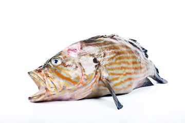 fish from the andaman sea