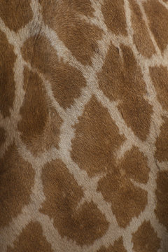 Giraffe skin background