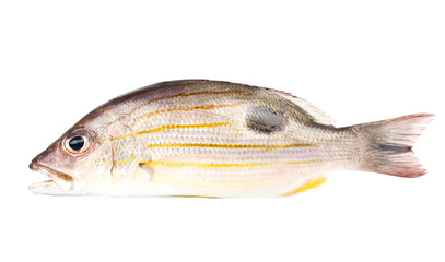 fish from the andaman sea