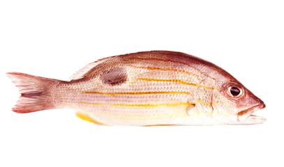 fish from the andaman sea