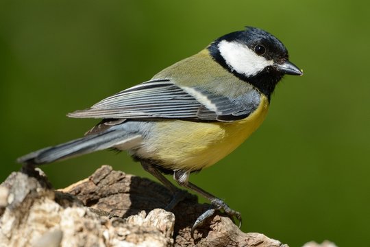 Cinciallegra