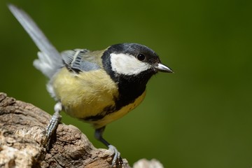 Obraz premium Cinciallegra