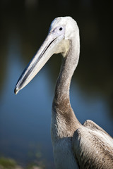 pelican