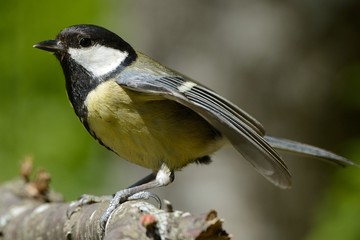 Naklejka premium Cinciallegra