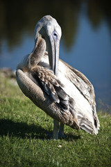 pelican