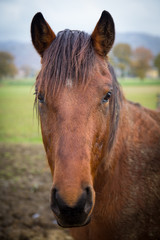 cavallo