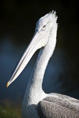 pelican