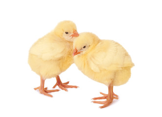 a baby chickens over white background.