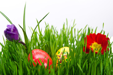 red easter eggs in green grass with white background