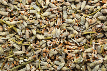 Lavender seeds