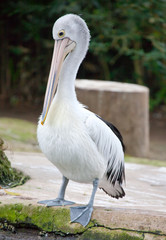 pelican