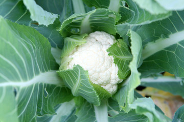 Cauliflower