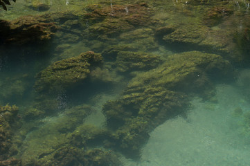 moss and stone in water