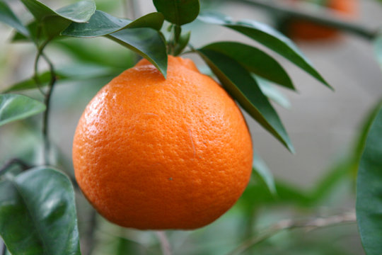 Orange on Tree
