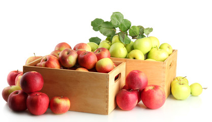juicy apples with green leaves in wooden crates, isolated