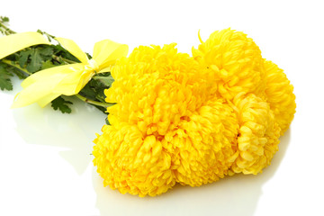 bright yellow chrysanthemums, isolated on white