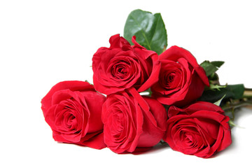 The red rose is a white