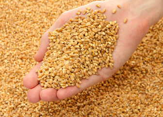man hand with grain, on wheat background