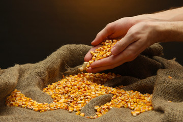man hands with grain, on brown corn background