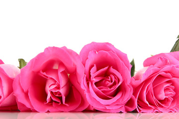 Beautiful pink roses close-up isolated on white