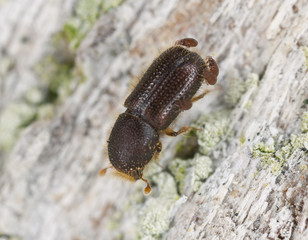 Bark borer with parasites, extreme close-up