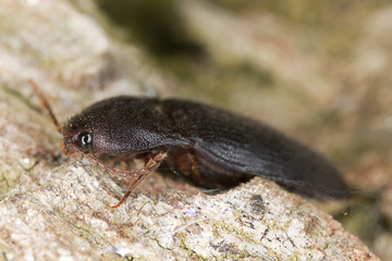 Brachygonus dubius on oak, this beetle is rare and endangered