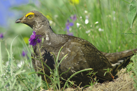 Blue Grouse (Dendragapus Obscurus)