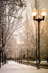 winter street light © toliknik