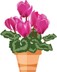 Pink cyclamen in a flower pot isolated on a white background