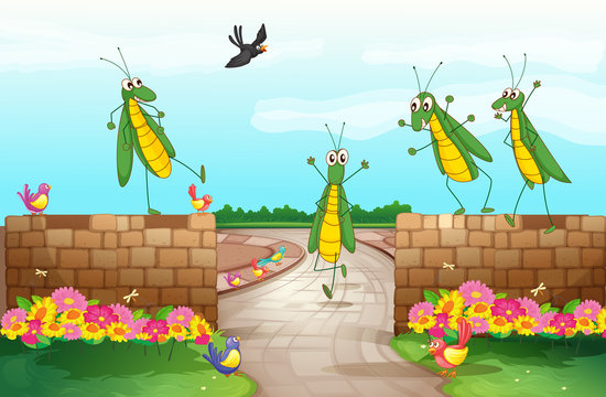 Grasshoppers near a wall