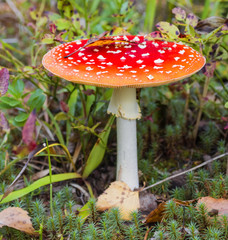 Red fly agaric (Amanita muscaria)