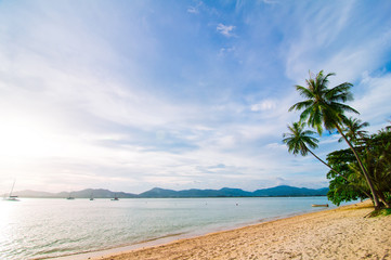 Paradise beach with palm