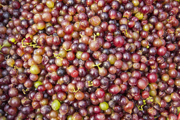 Screening of grape waste