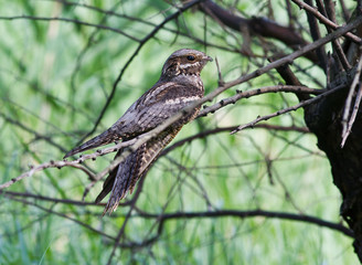 Nightjar sitting on a tree in the afternoon.