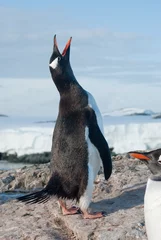 Rolgordijnen Screaming penguin © Tarpan