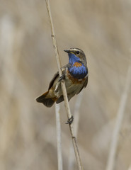The male Bluethroat sitting on a branch.