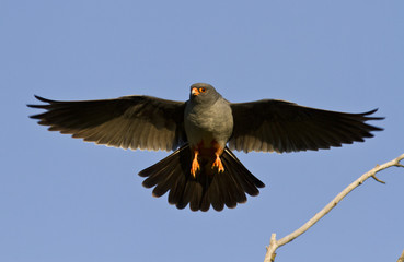 Obraz premium The male Red-footed falcon.