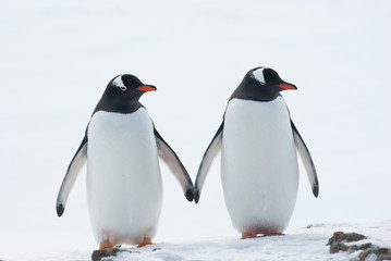 Deux pingouins Gentoo.