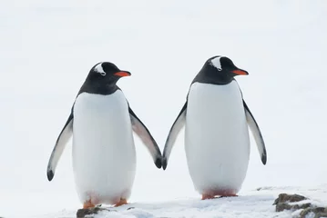 Zelfklevend Fotobehang Twee pinguïns Gentoo. © Tarpan