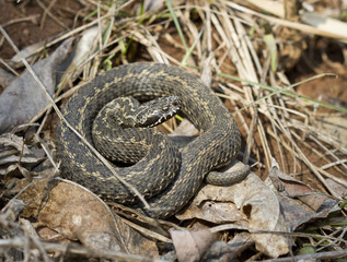 Fototapeta premium Ursini's viper is basking in the spring sunshine.