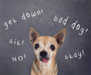 a dog in front of a chalkboard with commands written on it