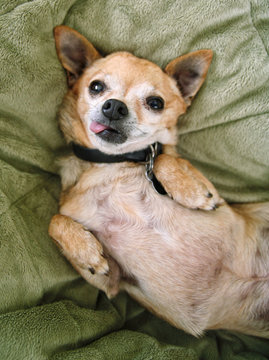 silly chihuahua