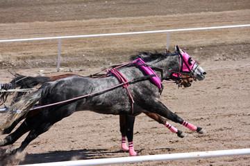 chariot racing