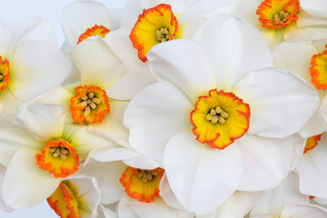 Obraz na płótnie Canvas Narcissus Flower Beauty